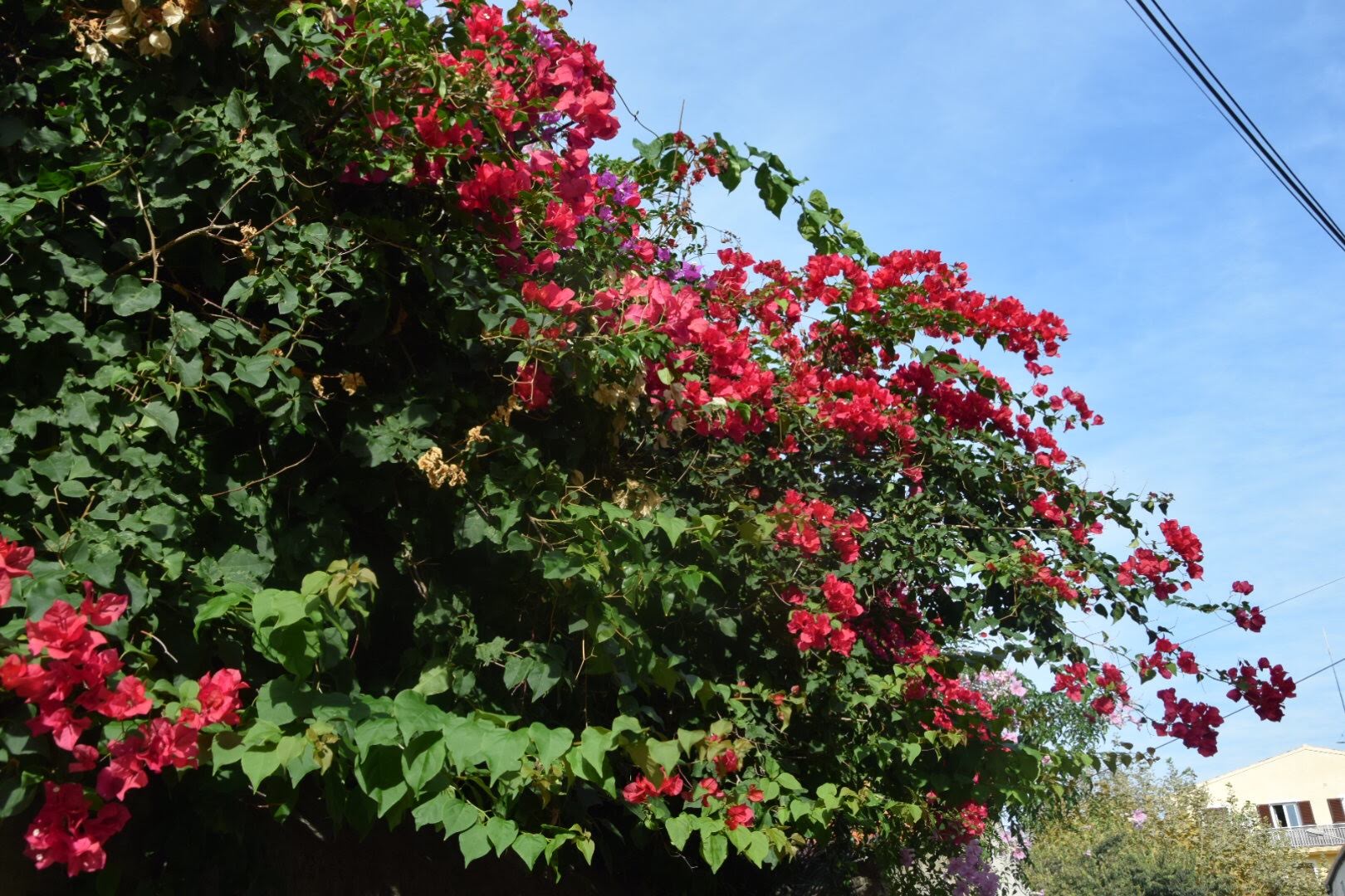 Les bougainvilliers de Cargèse